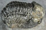 Detailed Gerastos Trilobite Fossil - Morocco #363950-2